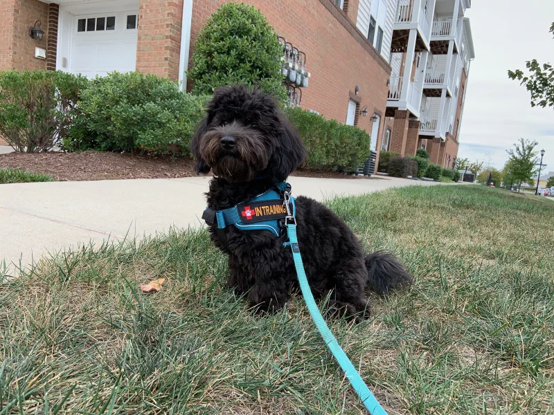 Indi