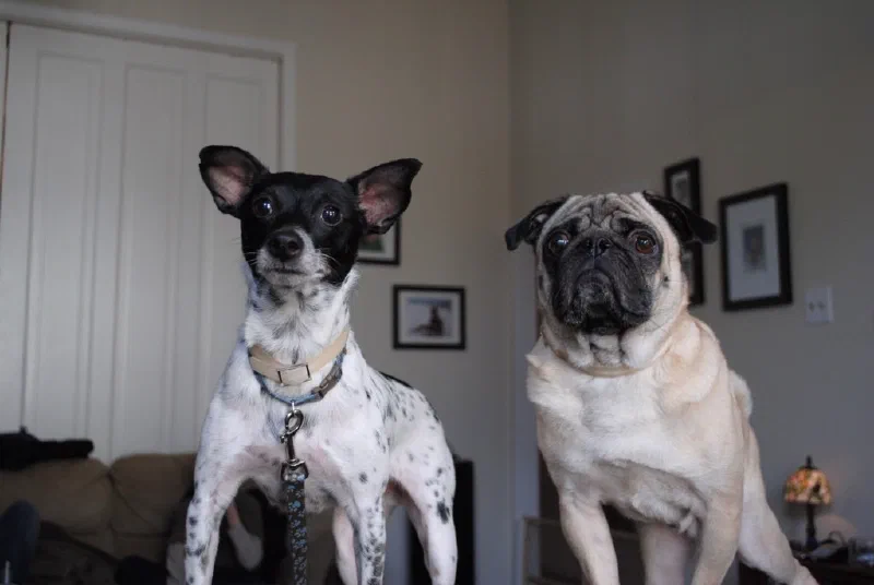 Snoopy And Puggy