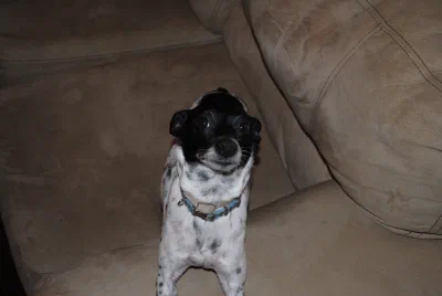 /galleries/snoopy-and-puggy/69906d78aedea762454002fa96aacd73.jpeg