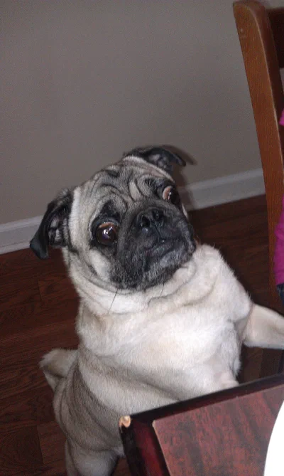 /galleries/snoopy-and-puggy/IMAG0228.jpeg