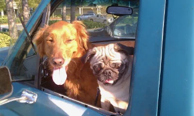 /galleries/snoopy-and-puggy/IMAG0428.jpeg
