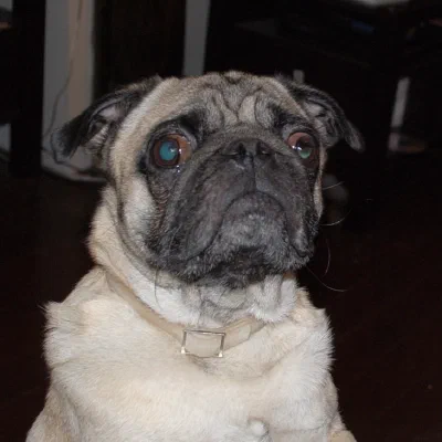 /galleries/snoopy-and-puggy/d5a0c6a9a8fe80696a2ea1bc57a6cc44.jpeg