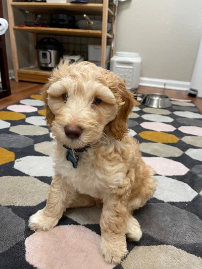 /galleries/winston/IMG_1470.jpeg