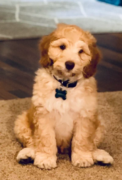 /galleries/winston/IMG_1505.jpeg