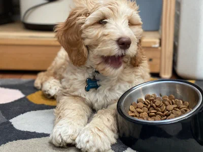 /galleries/winston/IMG_1548.jpeg