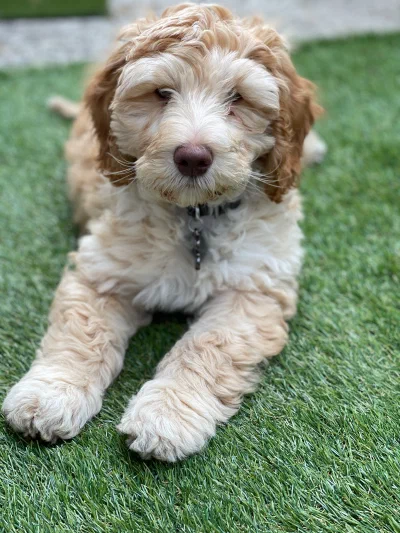 /galleries/winston/IMG_1724.jpeg
