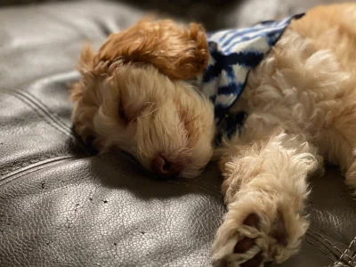 /galleries/winston/IMG_1823.jpeg