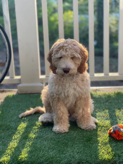 /galleries/winston/IMG_2530.jpeg