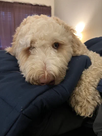 /galleries/winston/IMG_2579.jpeg