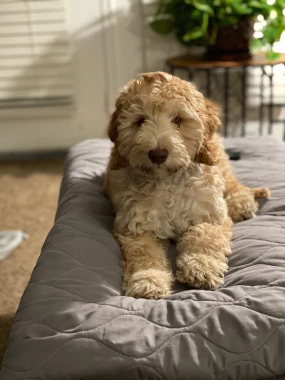 /galleries/winston/IMG_2636.jpeg