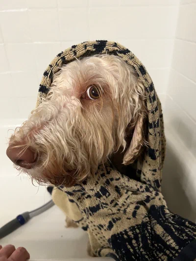 /galleries/winston/IMG_2932.jpeg