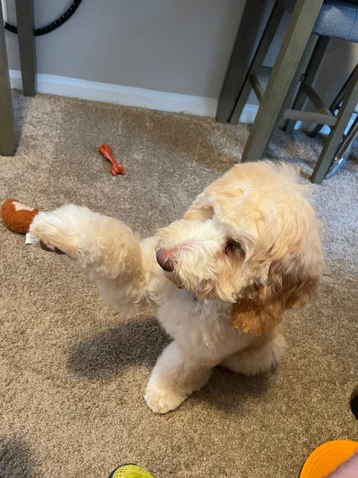 /galleries/winston/IMG_3241.jpeg