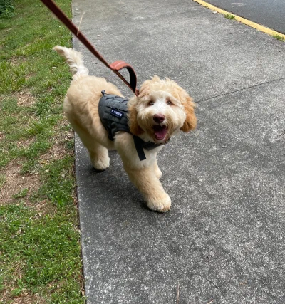 /galleries/winston/IMG_3689.jpeg