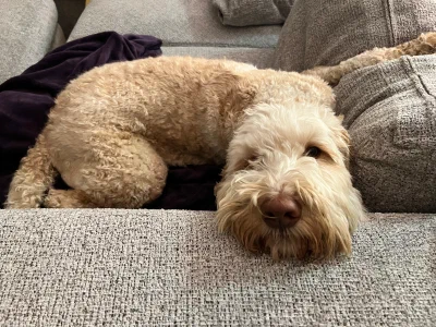 /galleries/winston/IMG_3873.jpeg