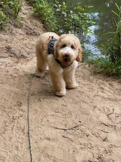 /galleries/winston/IMG_3941.jpeg