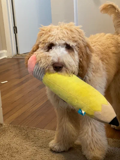/galleries/winston/IMG_4354.jpeg