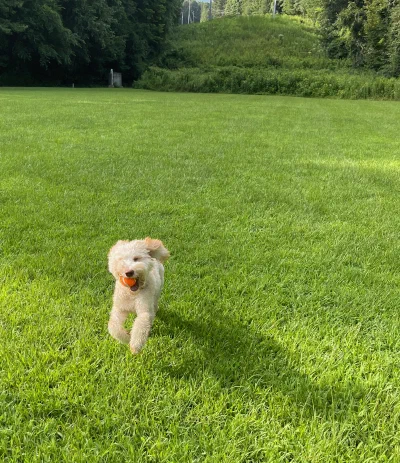 /galleries/winston/IMG_4885.jpeg