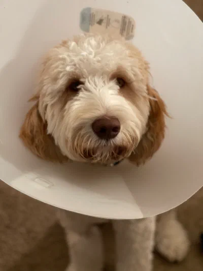 /galleries/winston/IMG_5448.jpeg