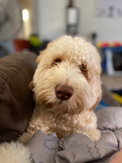 /galleries/winston/IMG_5784.jpeg