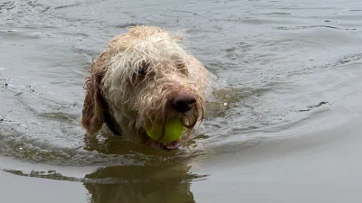 /galleries/winston/IMG_5901.jpeg