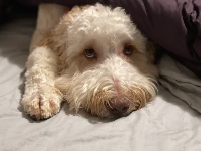 /galleries/winston/IMG_7053.jpeg